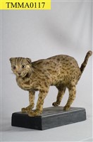 藏品(石虎)的圖片